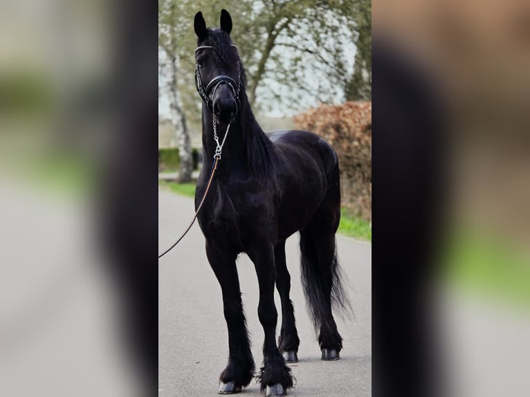 Friesen Wallach 5 Jahre 168 cm Rappe in Someren