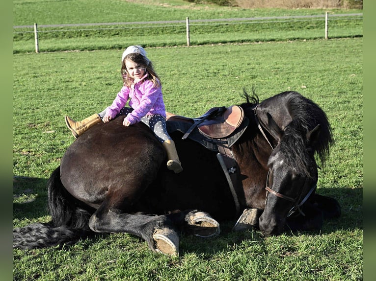 Friesen Wallach 5 Jahre 168 cm Rappe in Warsaw, NY