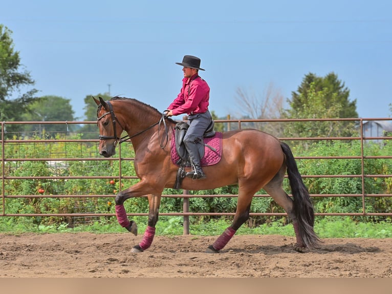 Friesen Wallach 5 Jahre 168 cm Rotbrauner in Fairbank