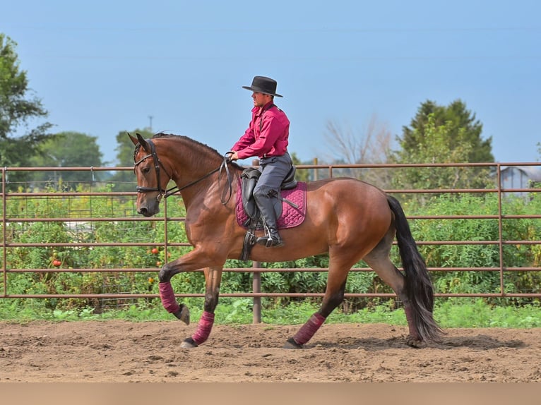 Friesen Wallach 5 Jahre 168 cm Rotbrauner in Fairbank IA