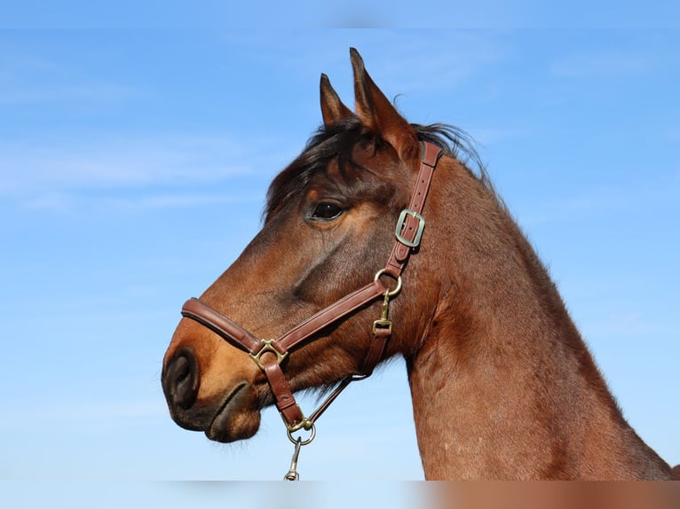 Friesen Mix Wallach 5 Jahre 169 cm Brauner in Neuenburg am Rhein