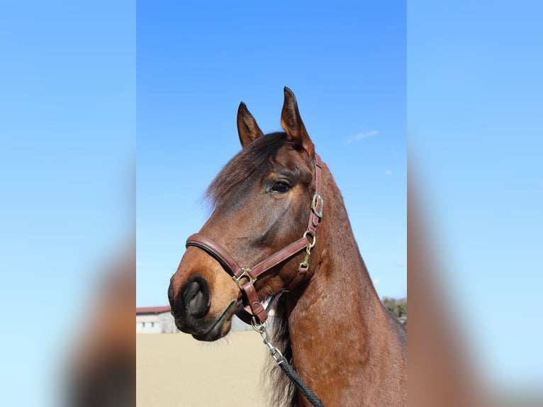 Friesen Mix Wallach 5 Jahre 169 cm Brauner in Neuenburg am Rhein