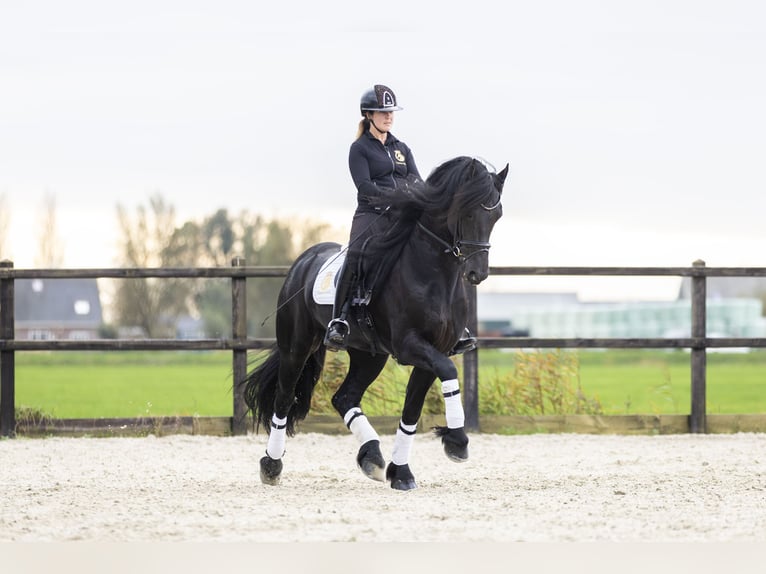 Friesen Wallach 5 Jahre 170 cm Rappe in Harlingen