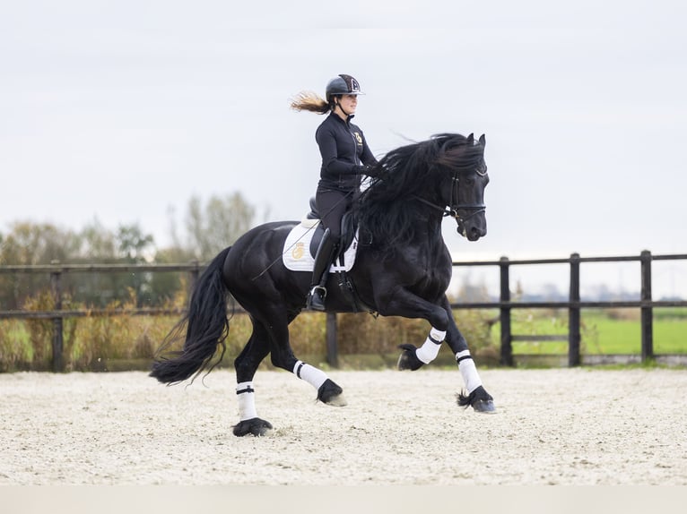 Friesen Wallach 5 Jahre 170 cm Rappe in Harlingen