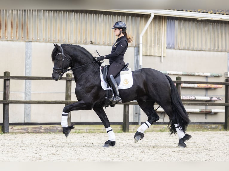 Friesen Wallach 5 Jahre 170 cm Rappe in Harlingen