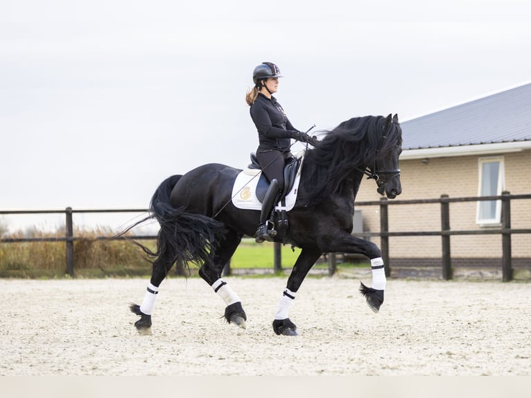 Friesen Wallach 5 Jahre 170 cm Rappe in Harlingen