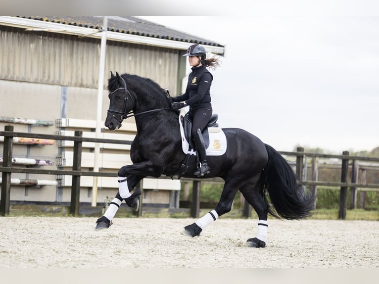 Friesen Wallach 5 Jahre 170 cm Rappe in Harlingen