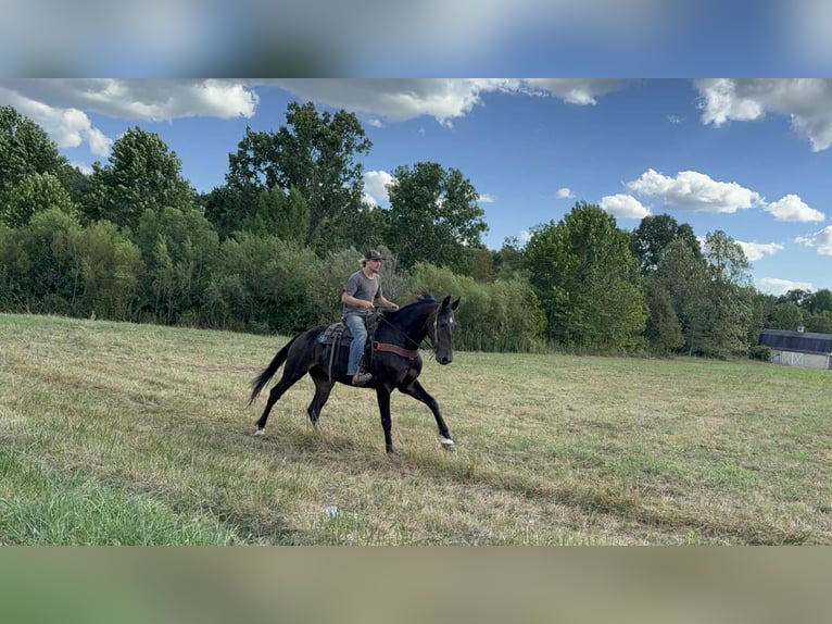 Friesen Wallach 5 Jahre 170 cm Rappe in Moscow OH