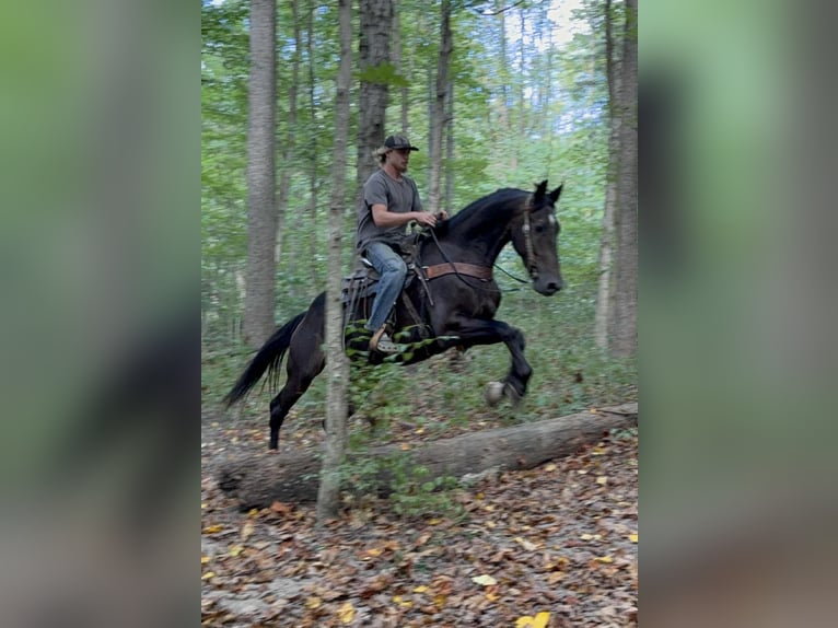 Friesen Wallach 5 Jahre 170 cm Rappe in Moscow OH