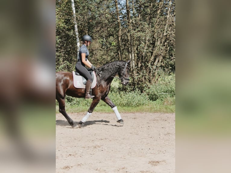 Friesen Wallach 5 Jahre 170 cm Schwarzbrauner in Weilheim in Oberbayern