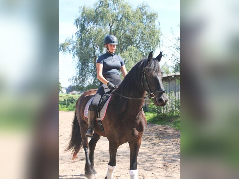 Friesen Wallach 5 Jahre 170 cm Schwarzbrauner in Weilheim in Oberbayern