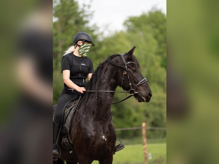 Friesen Wallach 5 Jahre 170 cm Schwarzbrauner in Weilheim in Oberbayern