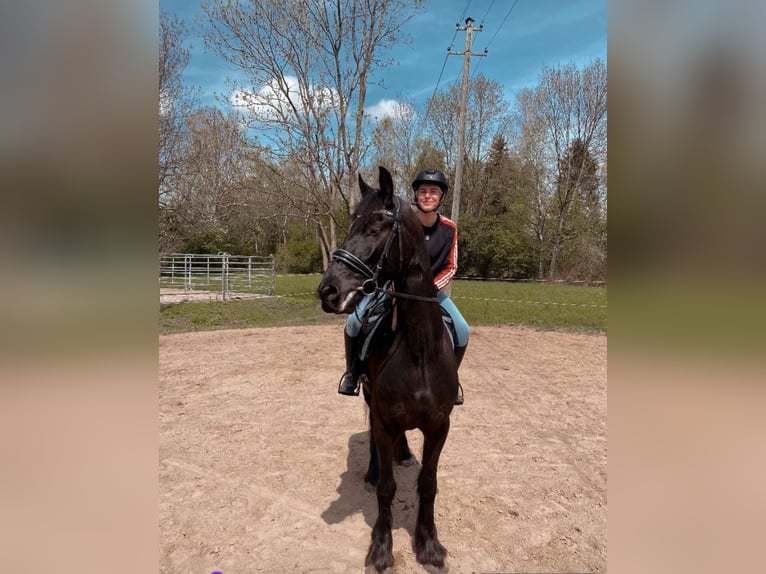 Friesen Wallach 5 Jahre 170 cm Schwarzbrauner in Weilheim in Oberbayern