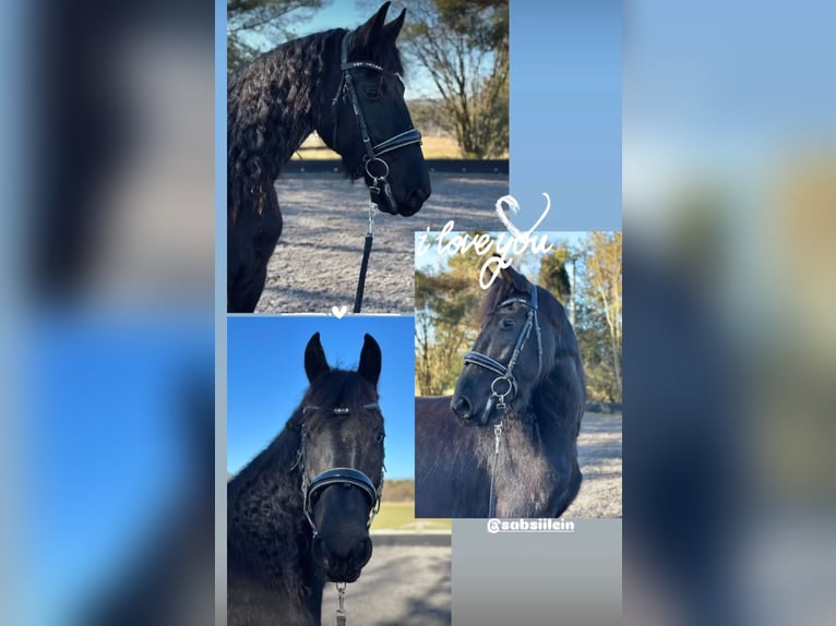 Friesen Wallach 5 Jahre 170 cm Schwarzbrauner in Weilheim in Oberbayern