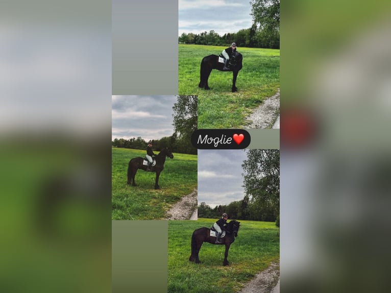Friesen Wallach 5 Jahre 170 cm Schwarzbrauner in Weilheim in Oberbayern