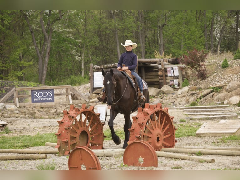 Friesen Mix Wallach 5 Jahre 173 cm Rappe in Fresno