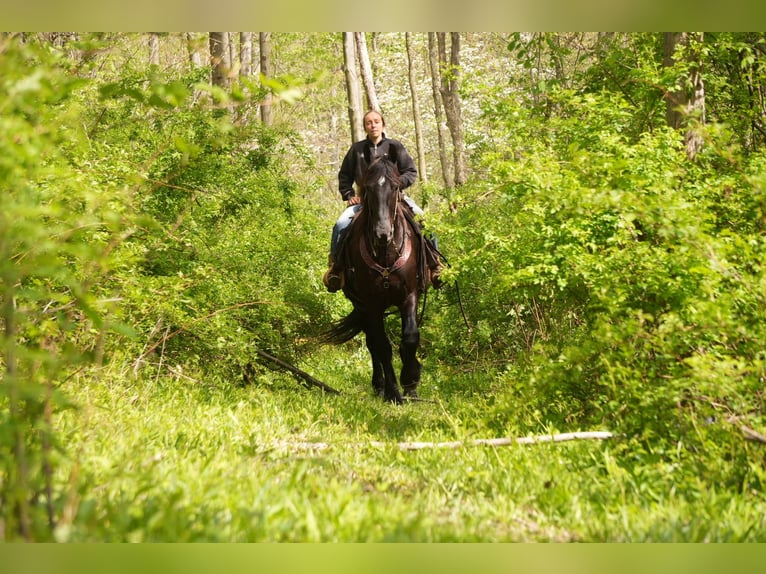 Friesen Mix Wallach 5 Jahre 173 cm Rappe in Fresno