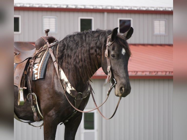 Friesen Mix Wallach 5 Jahre 173 cm Rappe in Fresno