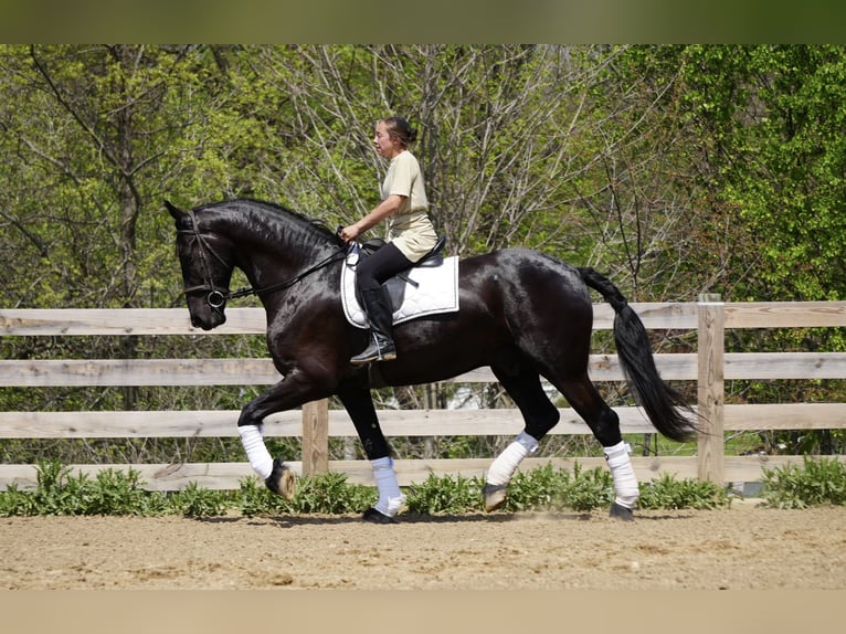Friesen Mix Wallach 5 Jahre 173 cm Rappe in Fresno