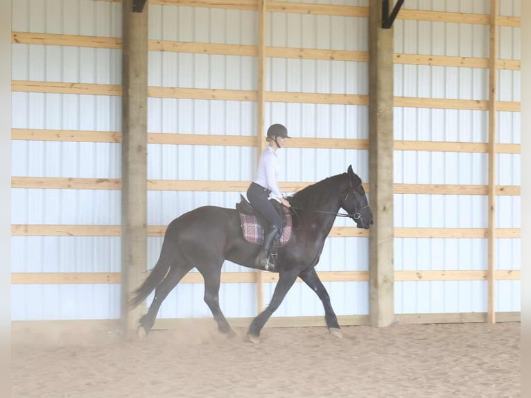 Friesen Wallach 5 Jahre 175 cm Rappe in Auburn