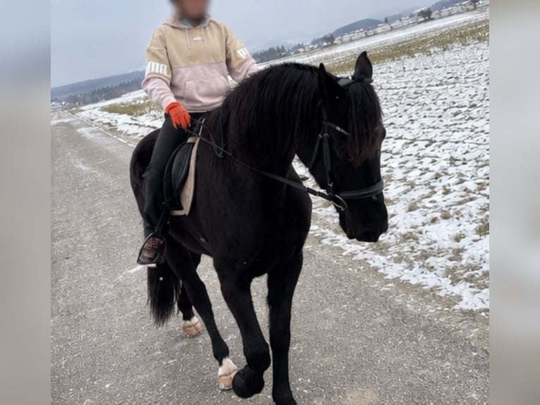 Friesen Mix Wallach 5 Jahre 178 cm Rappe in Weinburg