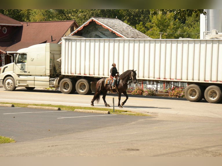 Friesen Mix Wallach 5 Jahre 178 cm Rappe in Fresno