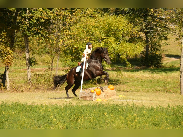 Friesen Mix Wallach 5 Jahre 178 cm Rappe in Fresno