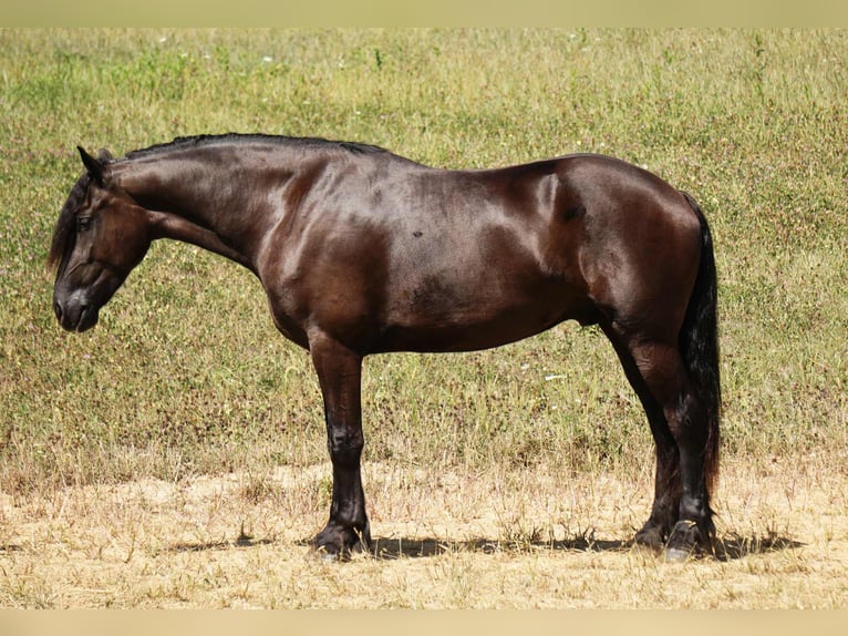 Friesen Mix Wallach 5 Jahre 178 cm Rappe in Fresno