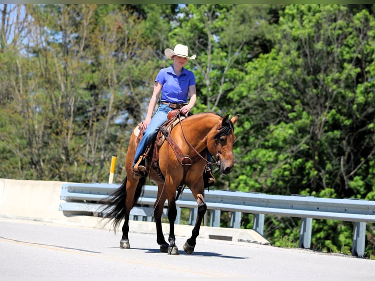 Friesen Mix Wallach 5 Jahre Buckskin in Clarion, PA