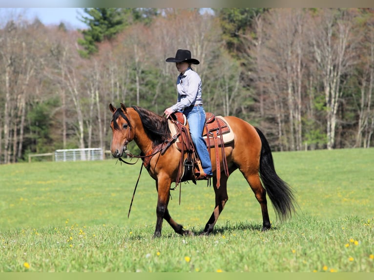Friesen Mix Wallach 5 Jahre Buckskin in Clarion, PA