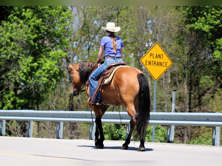 Friesen Mix Wallach 5 Jahre Buckskin in Clarion, PA
