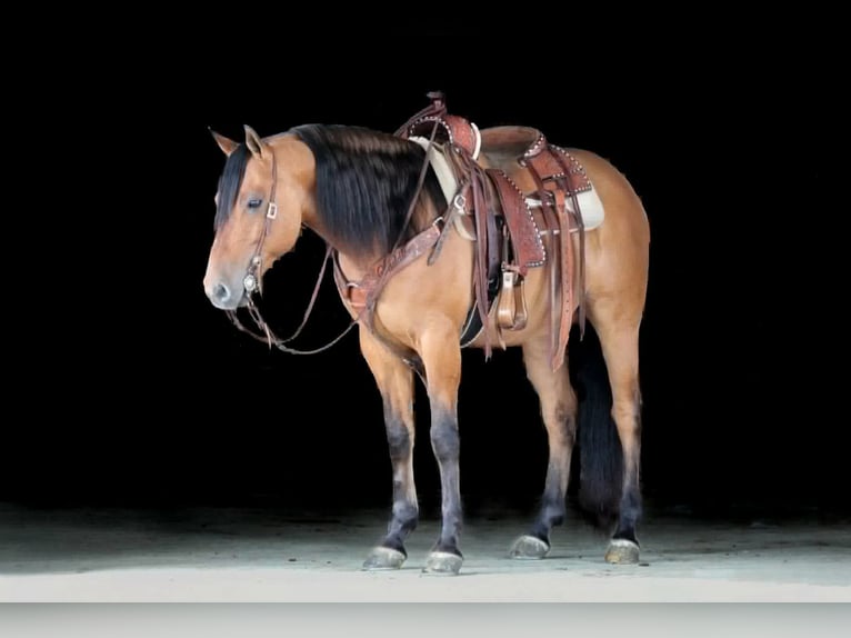 Friesen Mix Wallach 5 Jahre Buckskin in Clarion, PA