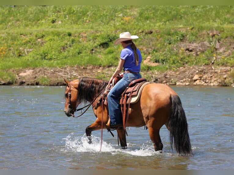 Friesen Mix Wallach 5 Jahre Buckskin in Clarion, PA