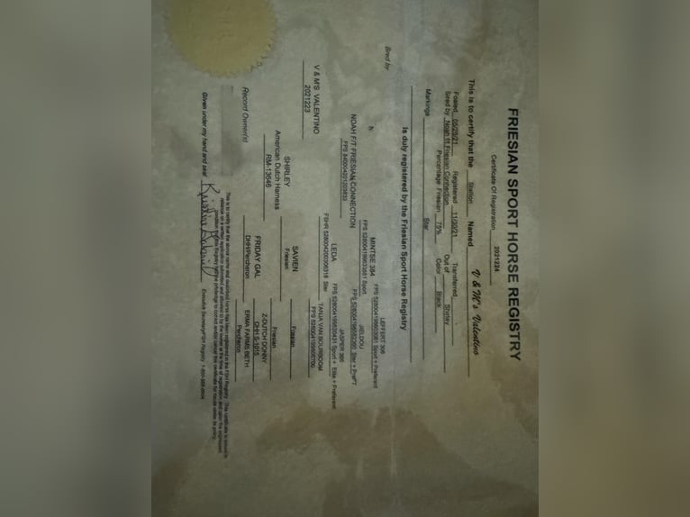 Friesen Wallach 5 Jahre Rappe in Howell, MI