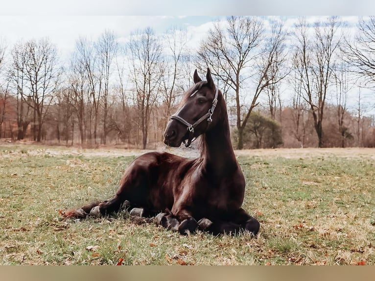 Friesen Wallach 5 Jahre Rappe in Howell, MI