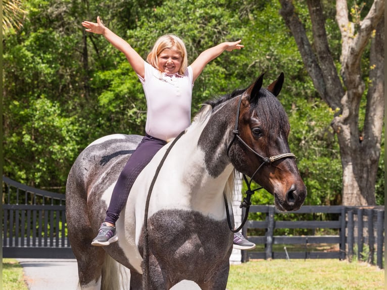 Friesen Mix Wallach 5 Jahre Roan-Blue in Ocala