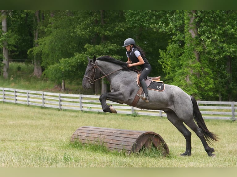 Friesen Mix Wallach 5 Jahre Roan-Blue in Clover, SC