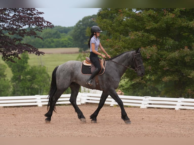 Friesen Mix Wallach 5 Jahre Roan-Blue in Clover, SC
