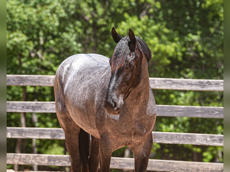 Friesen Mix Wallach 5 Jahre Roan-Blue in Clover, SC