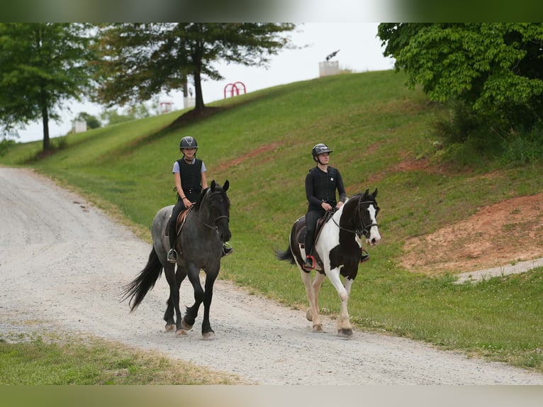 Friesen Mix Wallach 5 Jahre Roan-Blue in Clover, SC