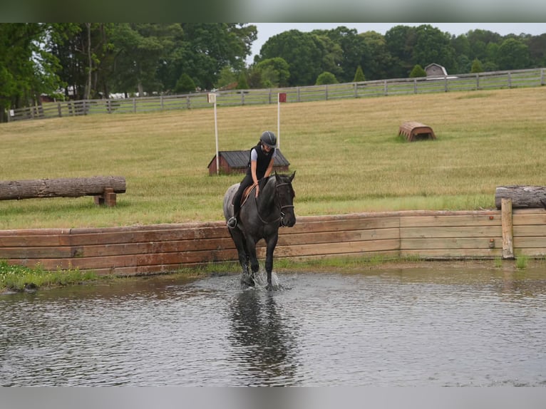 Friesen Mix Wallach 5 Jahre Roan-Blue in Clover, SC