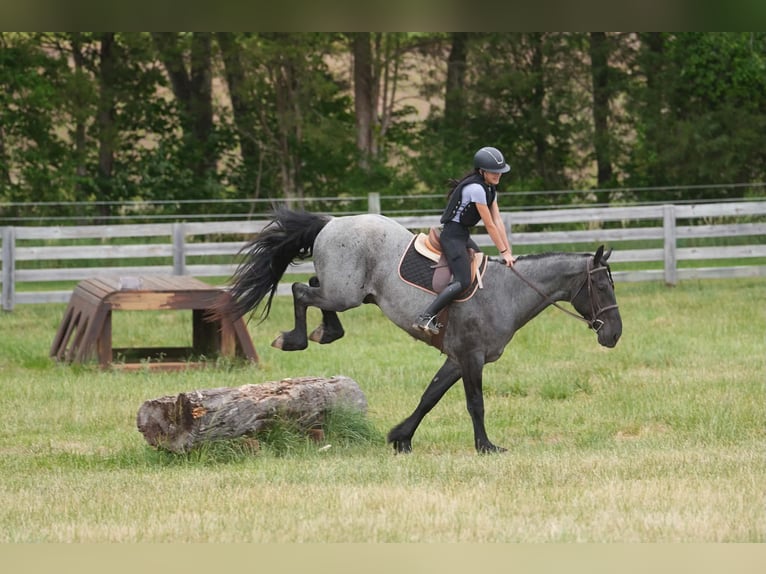 Friesen Mix Wallach 5 Jahre Roan-Blue in Clover, SC