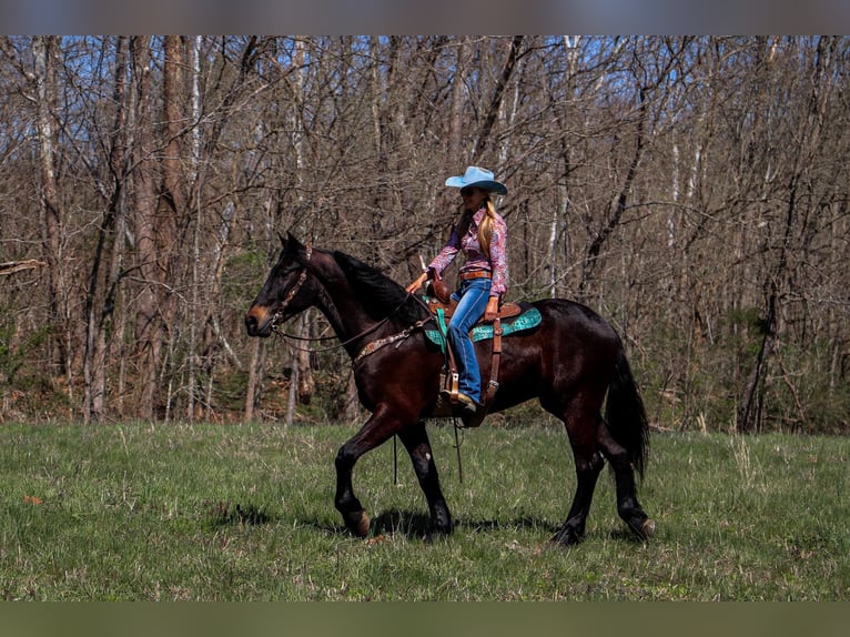 Friesen Wallach 5 Jahre Rotbrauner in Hillsboro KY