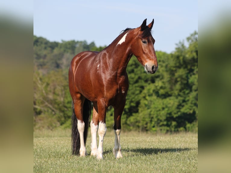 Friesen Mix Wallach 5 Jahre Schecke in Mount Vernon