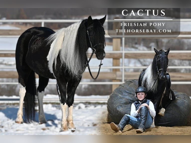 Friesen Mix Wallach 6 Jahre 132 cm Tobiano-alle-Farben in Millersburg, OH