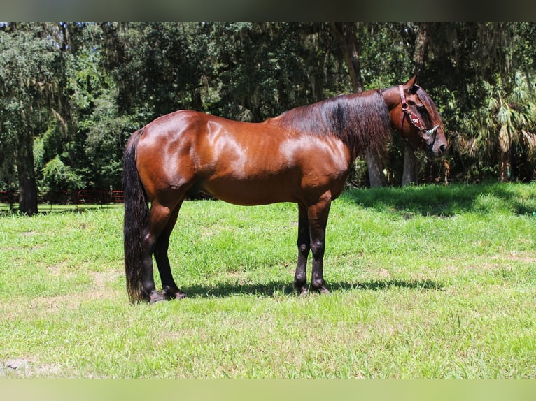 Friesen Mix Wallach 6 Jahre 142 cm Rotbrauner in Brooksville