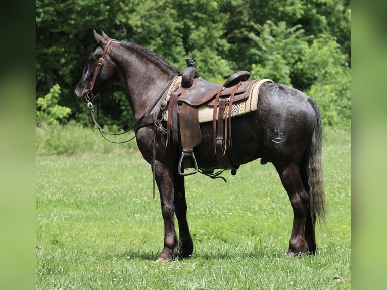 Friesen Wallach 6 Jahre 150 cm Rappe in Tompkinsville Ky