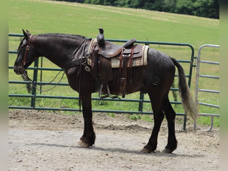 Friesen Wallach 6 Jahre 150 cm Rappe in Tompkinsville Ky