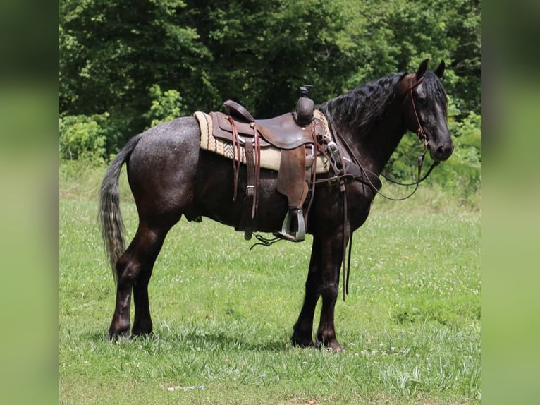 Friesen Wallach 6 Jahre 150 cm Rappe in Tompkinsville Ky