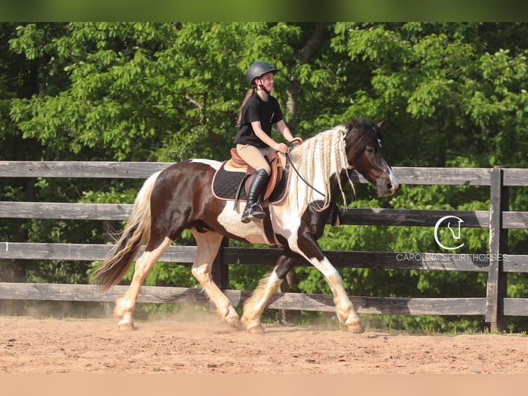 Friesen Mix Wallach 6 Jahre 150 cm in Clover, SC